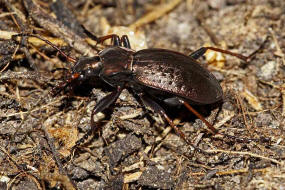 Carabus linnei / Harz-Laufkfer / Bergwaldlaufkfer / Laufkfer - Carabidae - Carabinae