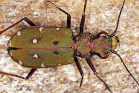 Cicindela campestris / Feld-Sandlaufkfer / Laufkfer - Carabidae / Sandlaufkfer - Cicindelinae