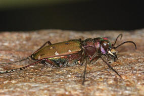 Cicindela campestris / Feld-Sandlaufkfer / Laufkfer - Carabidae / Sandlaufkfer - Cicindelinae