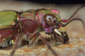 Cicindela campestris / Feld-Sandlaufkfer / Laufkfer - Carabidae / Sandlaufkfer - Cicindelinae