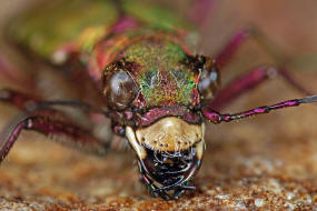 Cicindela campestris / Feld-Sandlaufkfer / Laufkfer - Carabidae / Sandlaufkfer - Cicindelinae