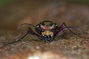 Cicindela campestris / Feld-Sandlaufkfer / Laufkfer - Carabidae / Sandlaufkfer - Cicindelinae