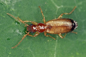 Paradromius linearis (syn. Dromius linearis) / Gewhnlicher Schmallufer / Laufkfer - Carabidae - Harpalinae - Lebiini