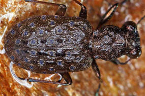 Elaphrus cupreus / Kupferfarbener Uferlufer / Bronzefarbener Raschkfer / Laufkfer - Carabidae - Elaphrinae