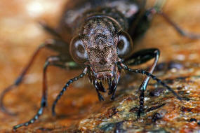 Elaphrus cupreus / Kupferfarbener Uferlufer / Bronzefarbener Raschkfer / Laufkfer - Carabidae - Elaphrinae