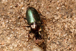 Harpalus distinguendus / Ohne deutschen Namen / Familie: Laufkfer - Carabidae - Harpalini - Harpalina