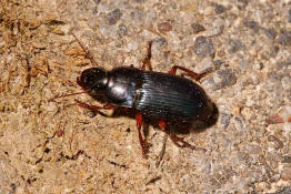 Harpalus rubripes / Rotbeiniger Schnelllufer / Laufkfer - Carabidae - Harpalini - Harpalina