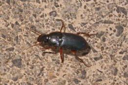 Harpalus rubripes / Rotbeiniger Schnelllufer / Laufkfer - Carabidae - Harpalini - Harpalina