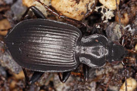 Limodromus assimilis (syn. Platynus assimilis) / Schwarzer Putzläufer / Schwarzer Enghalskäfer / Laufkäfer - Carabidae - Pterostichinae