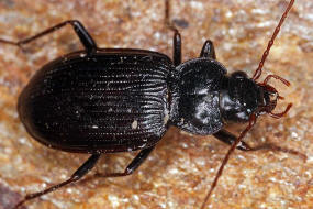 Nebria brevicollis / Gewhnlicher Dammlufer / Laufkfer - Carabidae - Nebriinae