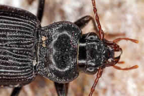 Nebria brevicollis / Gewhnlicher Dammlufer / Laufkfer - Carabidae - Nebriinae