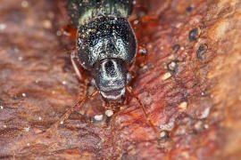 Ophonus azureus / Blauer Haarschnelllufer / Laufkfer - Carabidae - Harpalinae - Schnelllufer