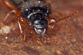 Ophonus azureus / Blauer Haarschnelllufer / Laufkfer - Carabidae - Harpalinae - Schnelllufer