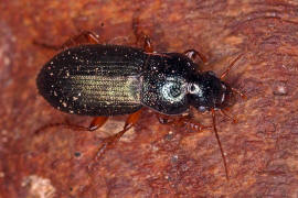 Ophonus azureus / Blauer Haarschnelllufer / Laufkfer - Carabidae - Harpalinae - Schnelllufer