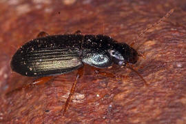 Ophonus azureus / Blauer Haarschnelllufer / Laufkfer - Carabidae - Harpalinae - Schnelllufer