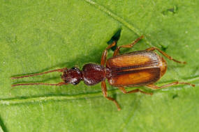 Polistichus connexus (= Polystichus connexus) / Natterlufer / Laufkfer - Carabidae