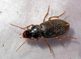 Pseudoophonus griseus / Stumpfhalsiger Haarschnelllufer / Laufkfer - Carabidae - Harpalinae - Schnelllufer