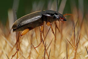 Pseudoophonus griseus / Stumpfhalsiger Haarschnellläufer / Laufkäfer - Carabidae - Harpalinae - Schnellläufer
