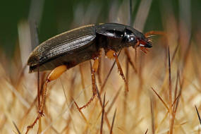 Pseudoophonus griseus / Stumpfhalsiger Haarschnelllufer / Laufkfer - Carabidae - Harpalinae - Schnelllufer