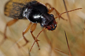 Pseudoophonus griseus / Stumpfhalsiger Haarschnelllufer / Laufkfer - Carabidae - Harpalinae - Schnelllufer