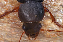 Pseudophonus rufipes / Behaarter Erdbeersamen-Schnelllufer / Laufkfer - Carabidae - Harpalinae - Schnelllufer