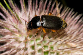 Pseudophonus rufipes / Behaarter Erdbeersamen-Schnelllufer / Laufkfer - Carabidae - Harpalinae - Schnelllufer