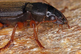 Pseudophonus rufipes / Behaarter Erdbeersamen-Schnelllufer / Laufkfer - Carabidae - Harpalinae - Schnelllufer