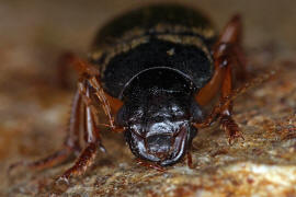 Pseudophonus rufipes / Behaarter Erdbeersamen-Schnelllufer / Laufkfer - Carabidae - Harpalinae - Schnelllufer