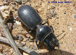 Scarites occidentalis / Ohne deutschen Namen / Laufkfer - Carabidae - Scaritinae