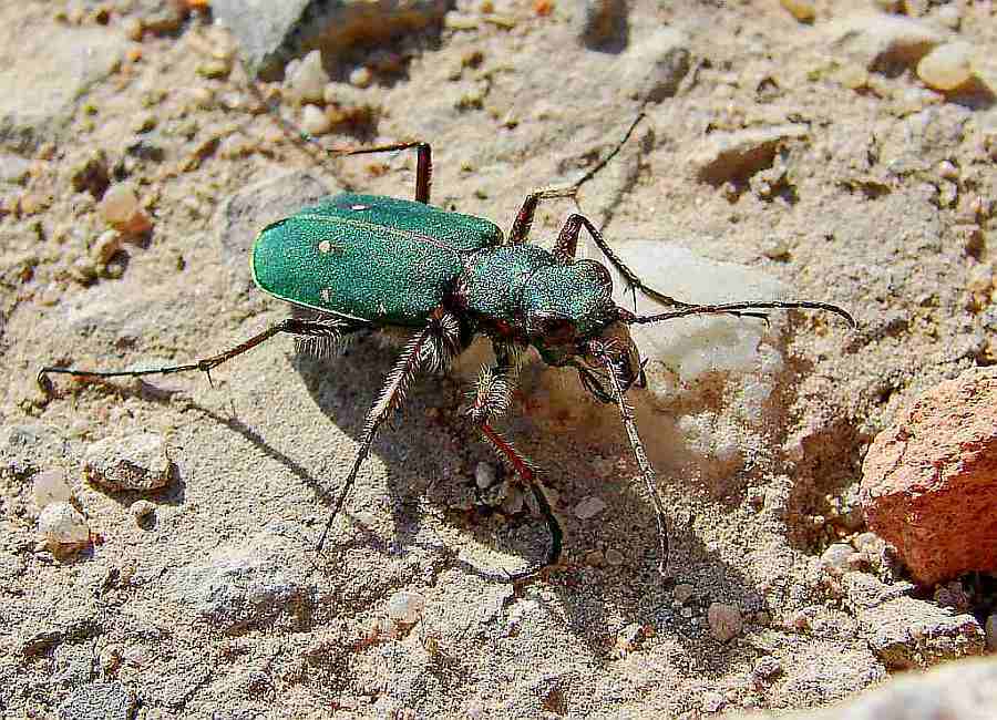 Cicindela campestris / Feld-Sandlaufkäfer / Laufkäfer - Carabidae / Sandlaufkäfer - Cicindelinae