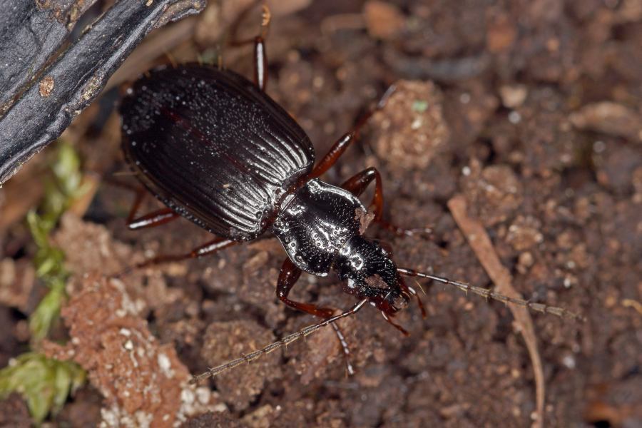 Limodromus assimilis (syn. Platynus assimilis) / Schwarzer Putzläufer / Schwarzer Enghalskäfer / Laufkäfer - Carabidae - Pterostichinae