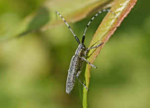Agapanthia villosoviridescens / Distelbock / Bockkfer - Cerambycidae - Lamiinae
