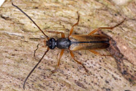 Alosterna tabacicolor / Feldahorn-Bock / Tabakfarbiger Schmalbock