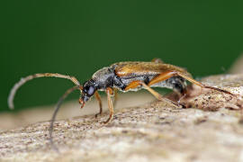 Alosterna tabacicolor / Feldahorn-Bock / Tabakfarbiger Schmalbock