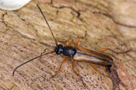 Alosterna tabacicolor / Feldahorn-Bock / Tabakfarbiger Schmalbock