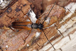 Alosterna tabacicolor / Feldahorn-Bock / Tabakfarbiger Schmalbock