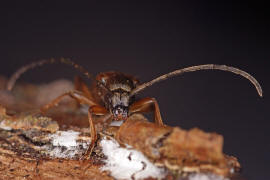 Alosterna tabacicolor / Feldahorn-Bock / Tabakfarbiger Schmalbock