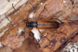 Alosterna tabacicolor / Feldahorn-Bock / Tabakfarbiger Schmalbock