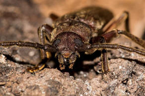 Arhopalus rusticus / Dunkelbrauner Halsgrubenbock / Bockkfer - Cerambycidae - Spondylidinae