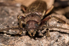 Arhopalus rusticus / Dunkelbrauner Halsgrubenbock / Bockkfer - Cerambycidae - Spondylidinae