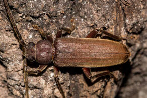 Arhopalus rusticus / Dunkelbrauner Halsgrubenbock / Bockkfer - Cerambycidae - Spondylidinae