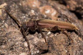 Arhopalus rusticus / Dunkelbrauner Halsgrubenbock / Bockkfer - Cerambycidae - Spondylidinae