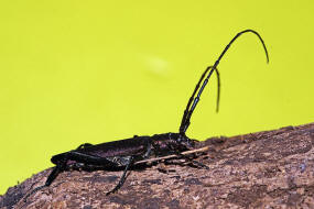 Aromia moschata / Moschusbock / Bockkfer - Cerambycidae - Cerambycinae