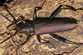 Aromia moschata / Moschusbock / Bockkfer - Cerambycidae - Cerambycinae