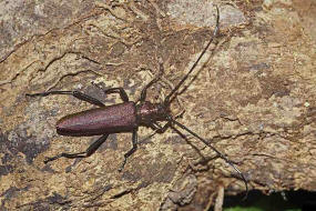 Aromia moschata / Moschusbock / Bockkfer - Cerambycidae - Cerambycinae