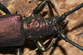 Aromia moschata / Moschusbock / Bockkfer - Cerambycidae - Cerambycinae