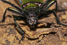 Aromia moschata / Moschusbock / Bockkfer - Cerambycidae - Cerambycinae