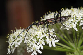 Aromia moschata / Moschusbock / Bockkfer - Cerambycidae - Cerambycinae