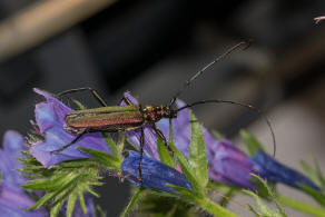 Aromia moschata / Moschusbock / Bockkfer - Cerambycidae - Cerambycinae