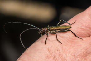 Aromia moschata / Moschusbock / Bockkfer - Cerambycidae - Cerambycinae